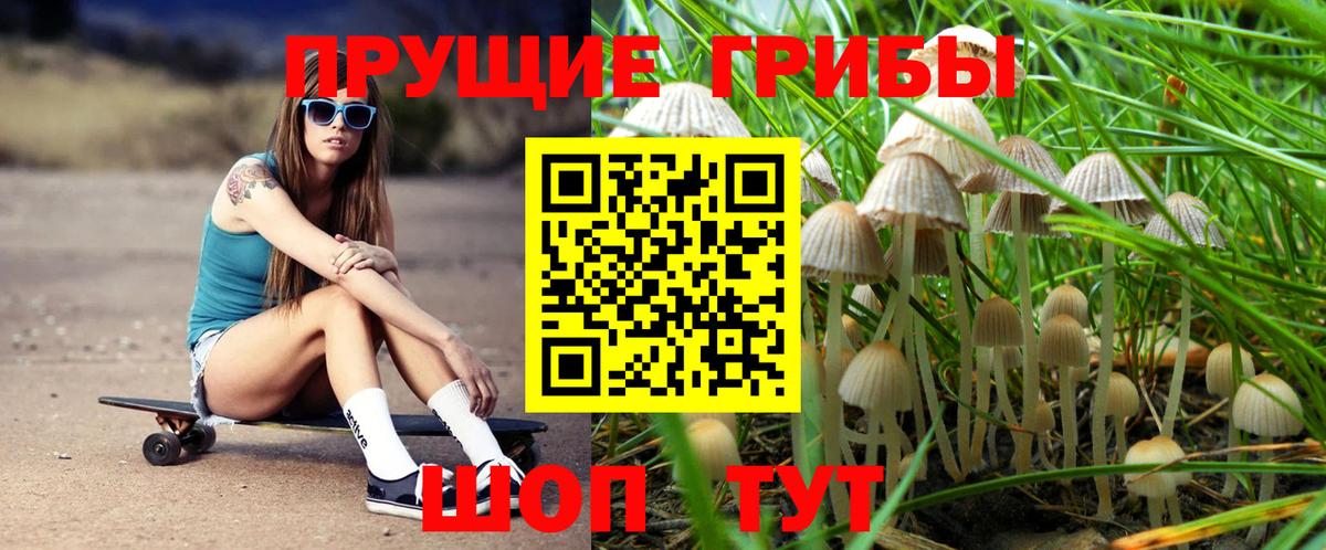 Псилоцибиновые грибы Psilocybe  Краснодар 